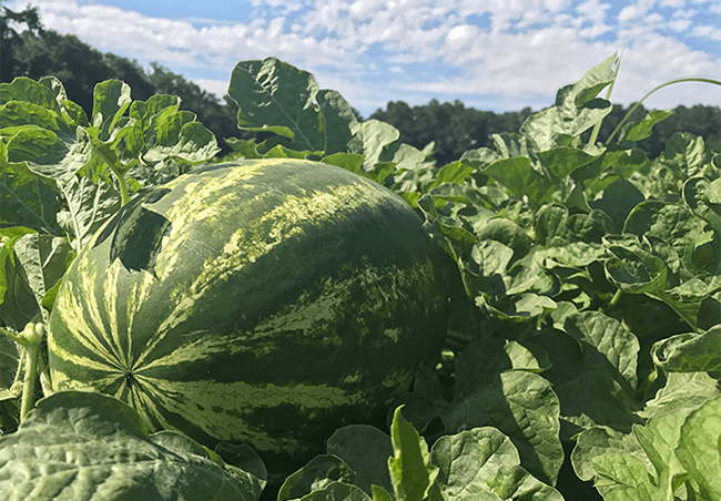 Jackson Farming Co. watermelon