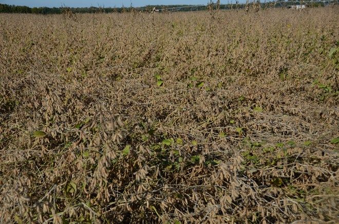Lodged Soybeans