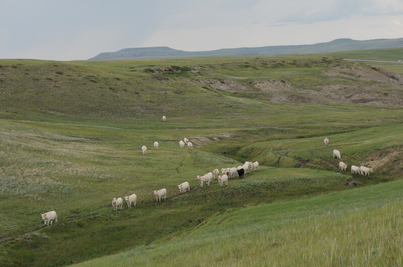 DeBruycker Charolais cow calf Montana SB 11 DeBruycker Charolais cow calf Montana SB 11