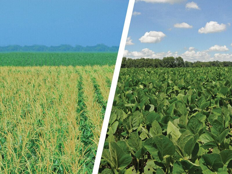 Corn field, Soybean field Corn, Soybeans