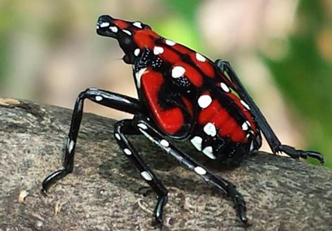 Spotted-lantern-fly-red_WEB