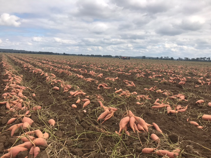 SMP_sweet-potato-field