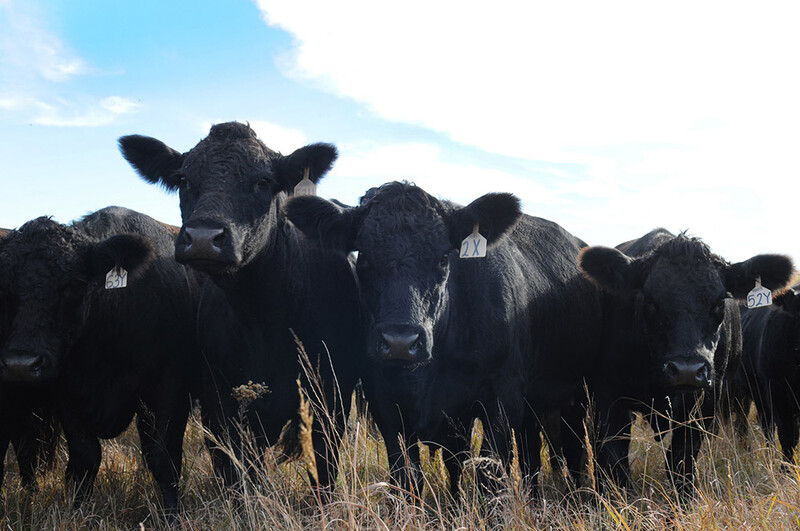 black cows_11