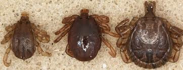 Cattle Fever Ticks Fever ticks-USDA