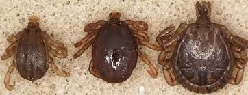 Cattle Fever Ticks Fever ticks-USDA