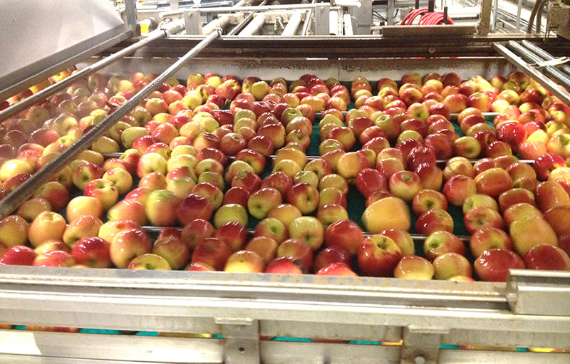 Apples-dv-Washington-packinghouse