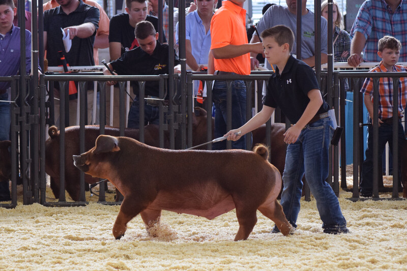 Duroc 1x