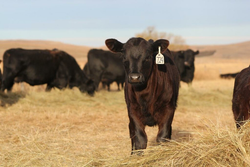 UNL Calf Winter Hay