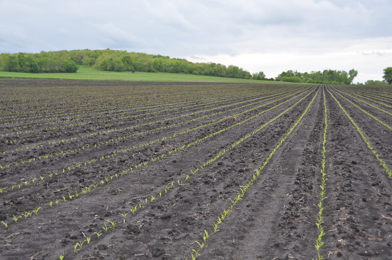 Young corn plants in Higginsville, MO (early May 2016) Young corn plants