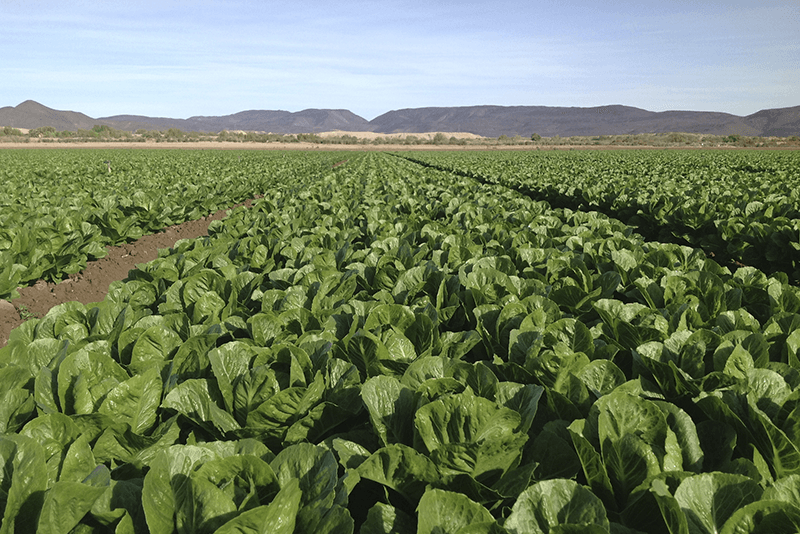 T&A-organic-romaine-field