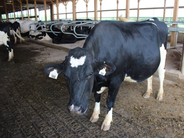 DT Dairy Cow