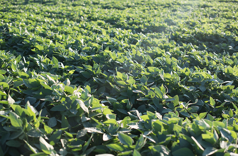 010217_SUSTAIN_leaves_member