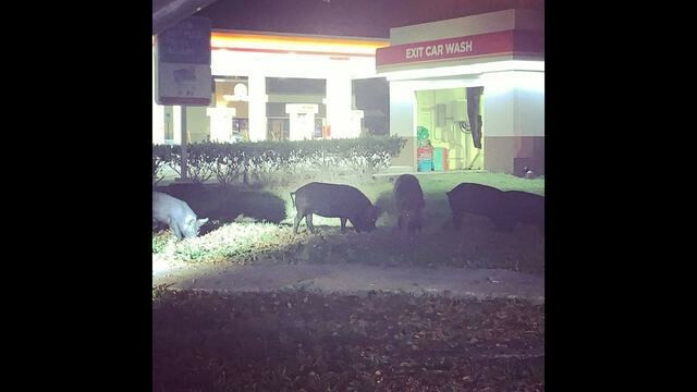 Tampa Wild Pigs