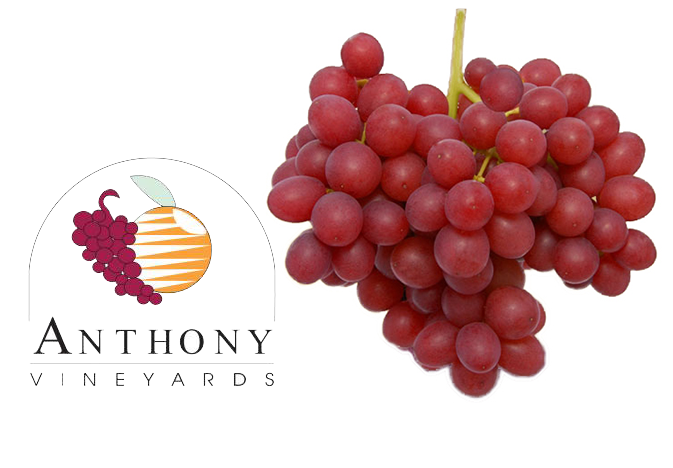 Anthony-Vineyards-SweetScarlet-grapes