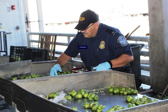 Agriculture Specialist Courtesy CBP Hidalgo