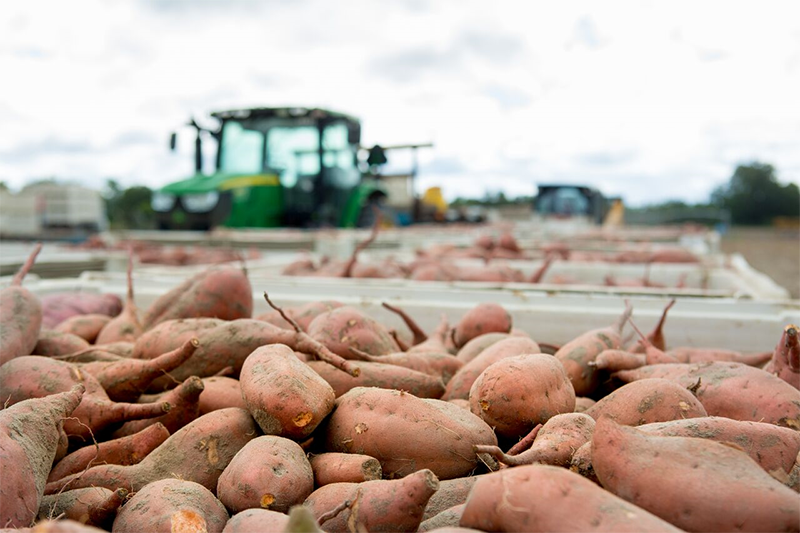 Bland-farms-sweet-potato-harvest