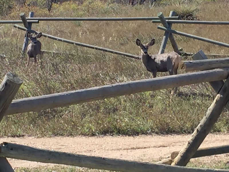 Deer Fawn mule deer