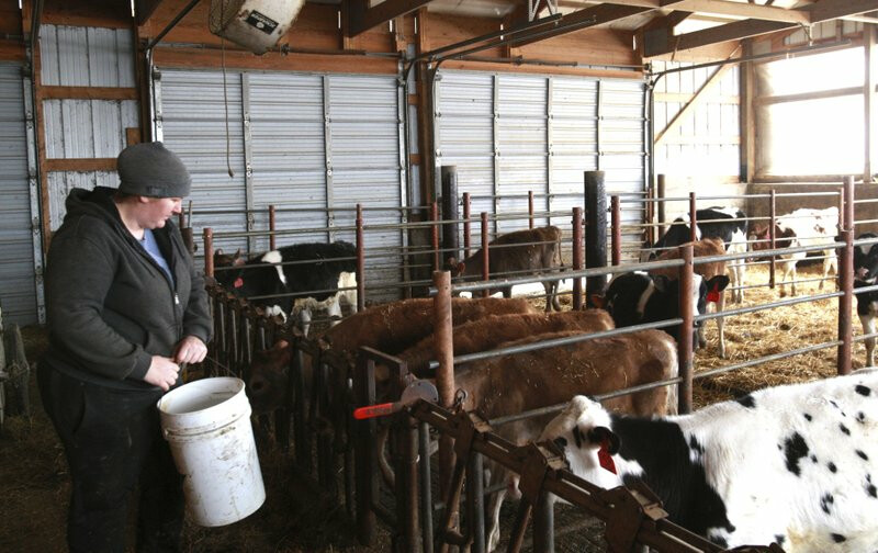 Staci Sexton Schoene Kuh Dairy Minnesota Calves