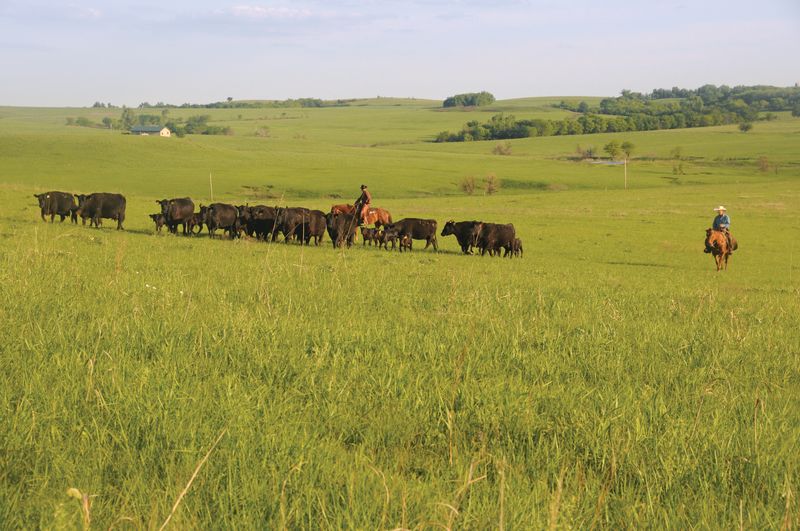 Cattle herd Cattle herd