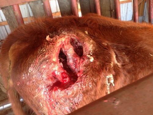 Snake-bite cow Condition 1 (500x375)