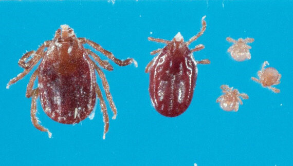 Longhorned tick Longhorned tick