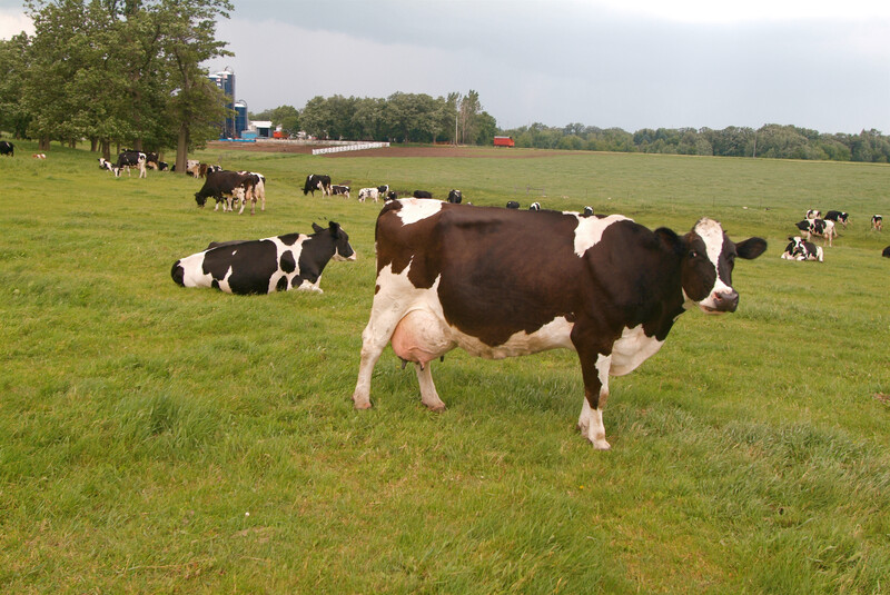 Dairy cows on green pasture in Adams, Minn. Dairy Cows Adams, Minn. 09