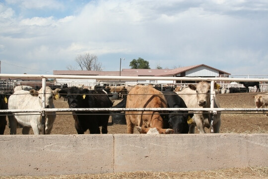 Calves in pen Calves in pen (540x360)