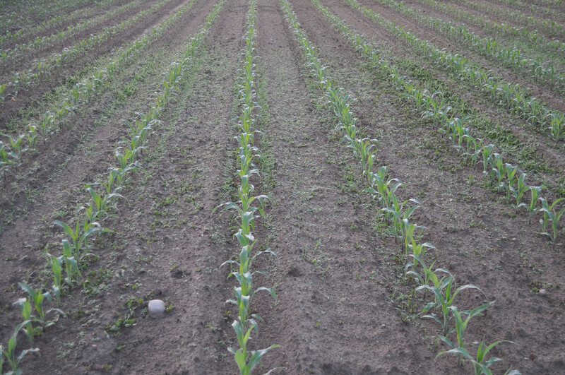 Corn 01 Corn 01