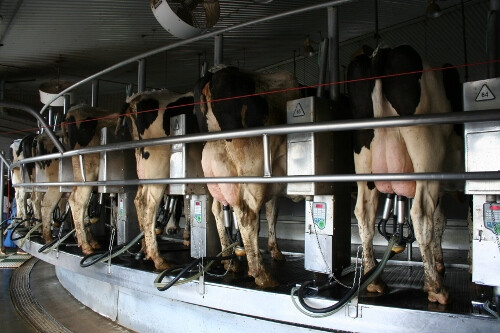 Dairy Cows Milking IMG_1587 (500x333)