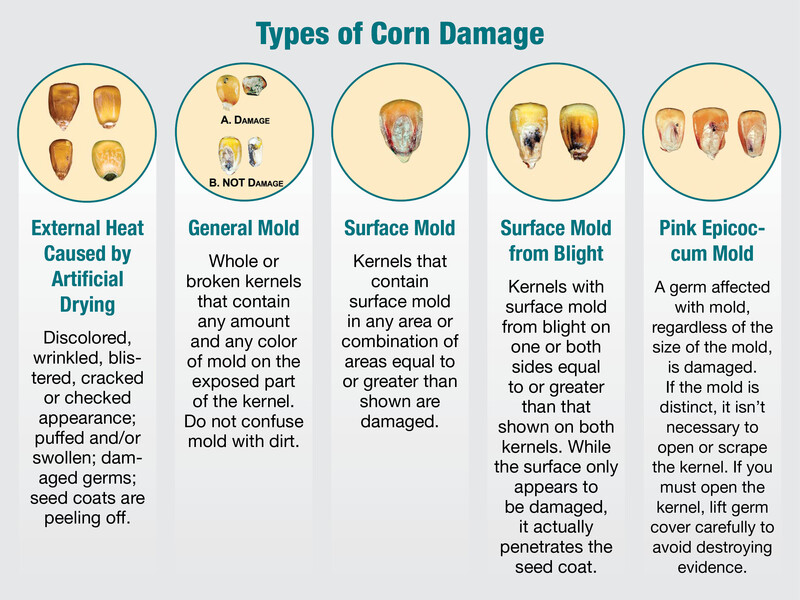 Types of Corn Damage Types of Corn Damage