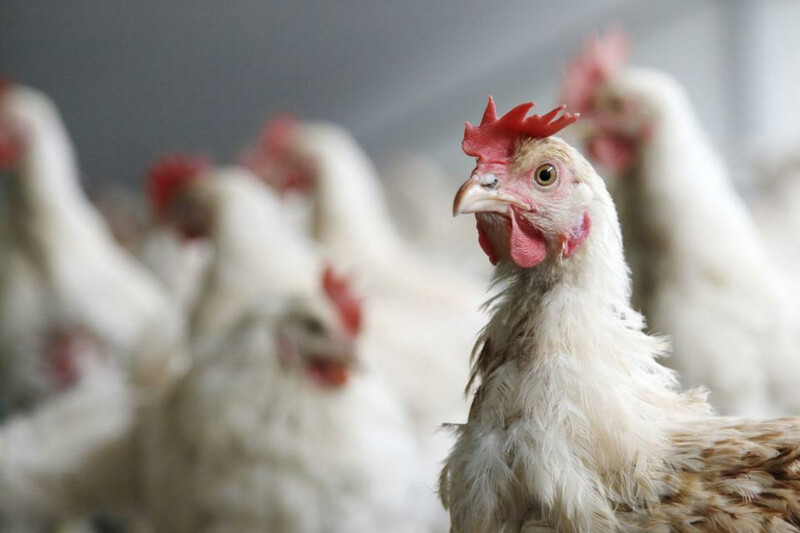 Chicken-bird_1 Chicken-bird_1