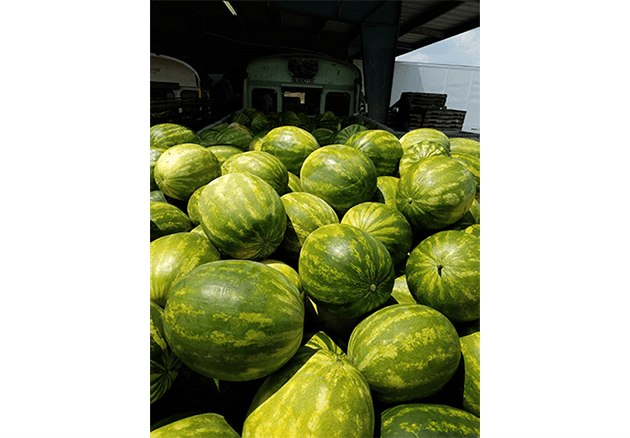 watermelons from Schmieding