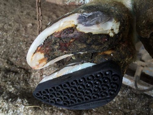 Blocking hoof Ingram-4 (500x375)