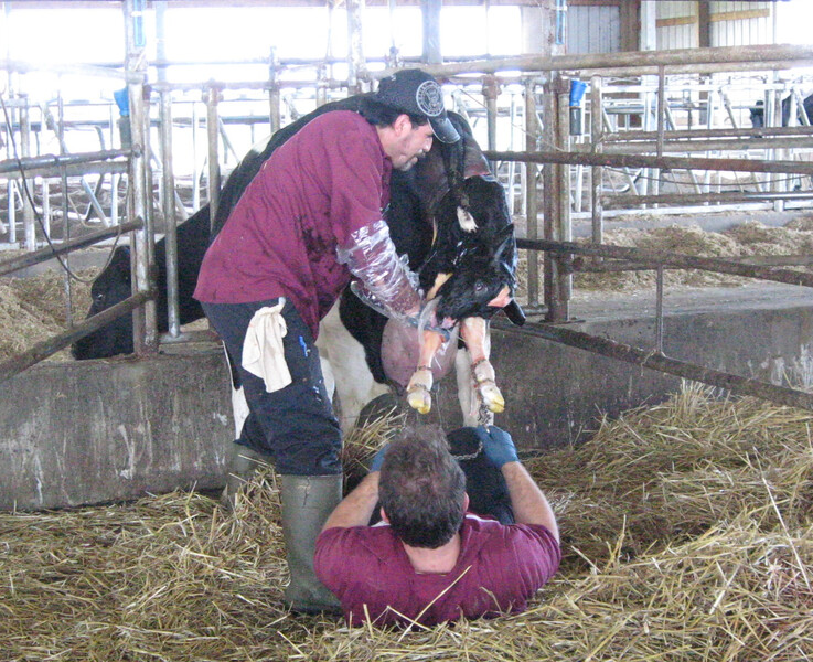 AssistedCalving Maureen Hanson