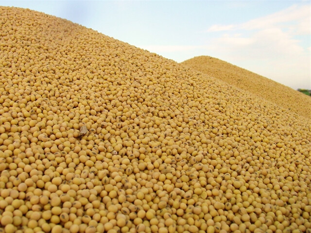 Soybean pile Soybean pile