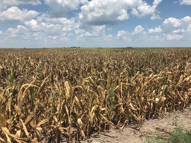 Corn field in Ray County, Missouri. July 2018 Missouri drought 2018