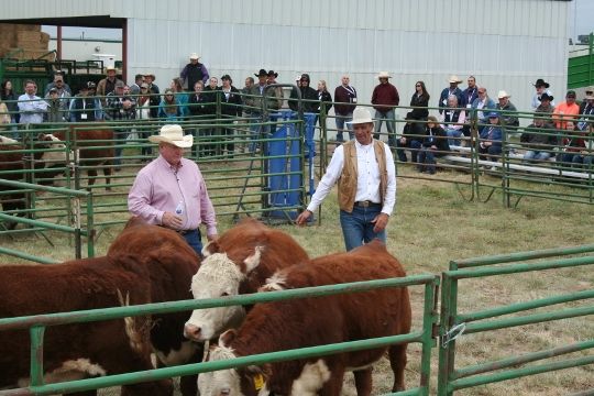Stockmanship -- Ron Gill and Curt Pate BQA-Stockmanship-Sept.17 141 (540x360)