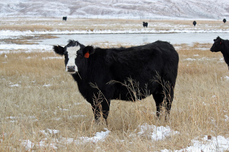 UNL Winter Grazing Cow Pasture