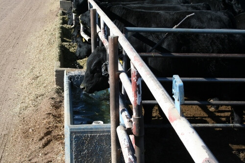 feedlot_cattle.jpg