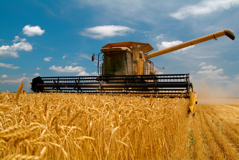 Wheat Wheat