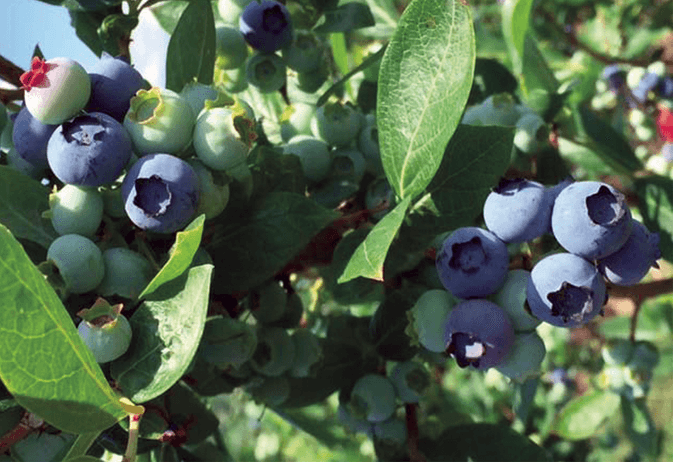 blueberries-on-bush
