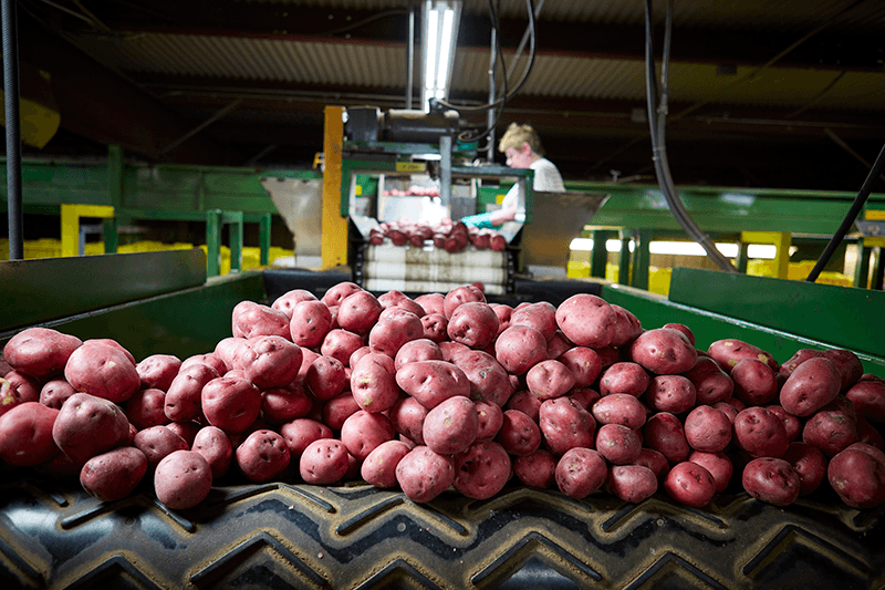 Red-Potatoes-Conveyor-RPE