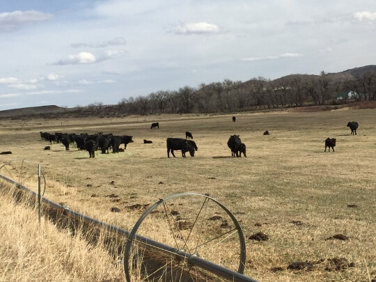 Cows and Calves Phantom Canyon2 (540x405)