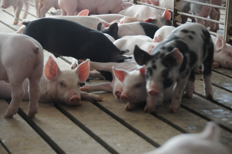 Piglets in hog barn Piglets_pigs_baby swine (62)