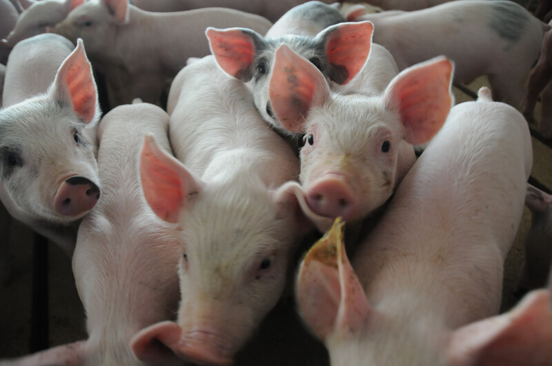 Piglets in hog barn Piglets_pigs_baby swine (10)