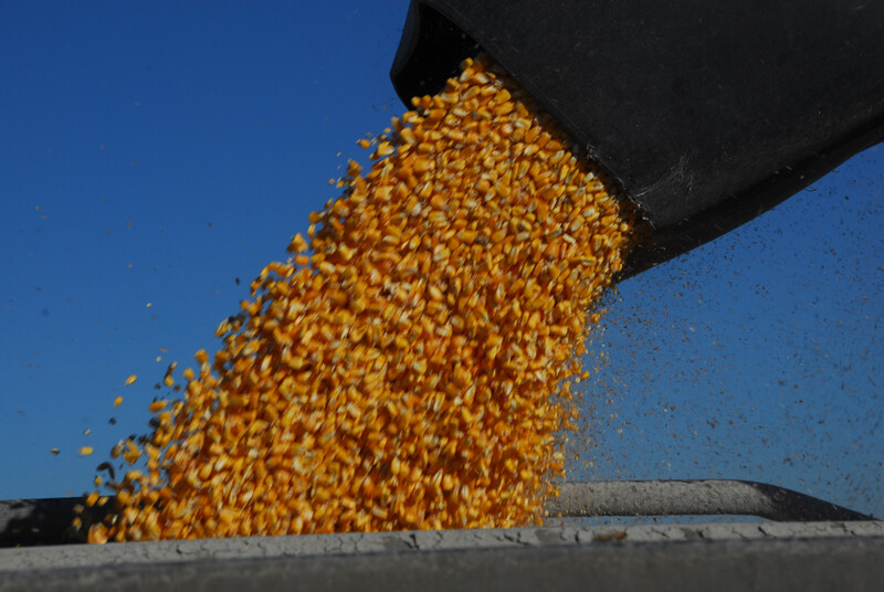 Corn flowing out of auger Corn flowing out of auger 21
