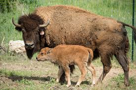 Bison-USDA Bison-USDA