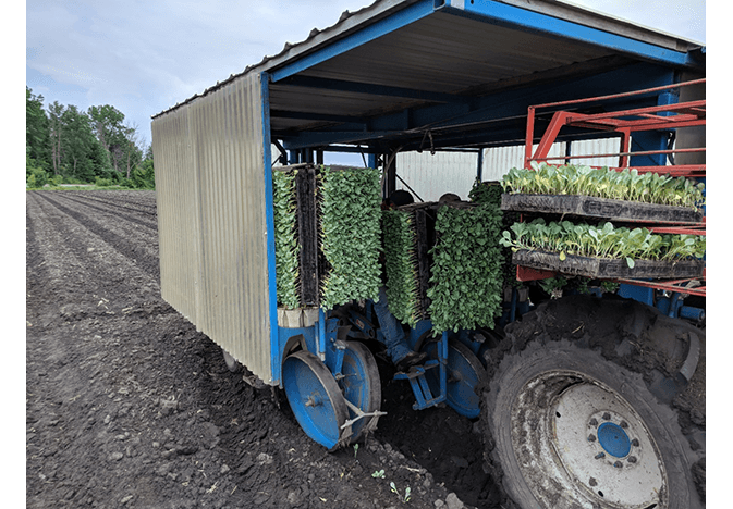 E. Miedema planting cabbage