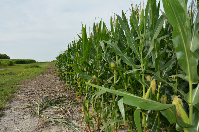 Corn College 2015 13 Corn College 2015 13