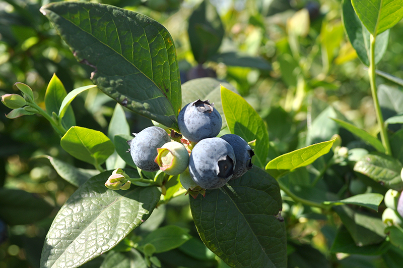 Argentina-blueberries